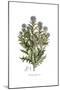 Echinops lanuginosus,  Flora Graeca-Ferdinand Bauer-Mounted Giclee Print