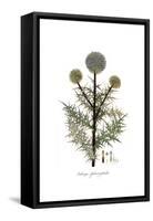 Echinops sphaerocephalus, Flora Graeca-Ferdinand Bauer-Framed Stretched Canvas