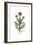 Echinops sphaerocephalus, Flora Graeca-Ferdinand Bauer-Framed Giclee Print