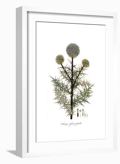 Echinops sphaerocephalus, Flora Graeca-Ferdinand Bauer-Framed Giclee Print