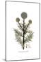 Echinops sphaerocephalus, Flora Graeca-Ferdinand Bauer-Mounted Giclee Print