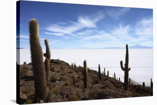 Echinopsis Atacamensis Cacti on Incahuasi Island, Salar De Uyuni , Bolivia-James Brunker-Stretched Canvas