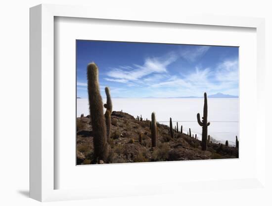 Echinopsis Atacamensis Cacti on Incahuasi Island, Salar De Uyuni , Bolivia-James Brunker-Framed Photographic Print