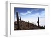 Echinopsis Atacamensis Cacti on Incahuasi Island, Salar De Uyuni , Bolivia-James Brunker-Framed Photographic Print