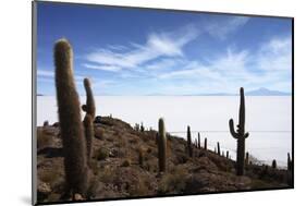 Echinopsis Atacamensis Cacti on Incahuasi Island, Salar De Uyuni , Bolivia-James Brunker-Mounted Photographic Print