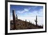 Echinopsis Atacamensis Cacti on Incahuasi Island, Salar De Uyuni , Bolivia-James Brunker-Framed Photographic Print