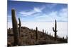 Echinopsis Atacamensis Cacti on Incahuasi Island, Salar De Uyuni , Bolivia-James Brunker-Mounted Photographic Print