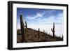 Echinopsis Atacamensis Cacti on Incahuasi Island, Salar De Uyuni , Bolivia-James Brunker-Framed Photographic Print