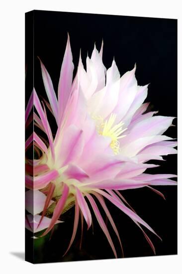 Echinopsis Flowers I-Douglas Taylor-Stretched Canvas