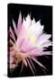 Echinopsis Flowers I-Douglas Taylor-Stretched Canvas