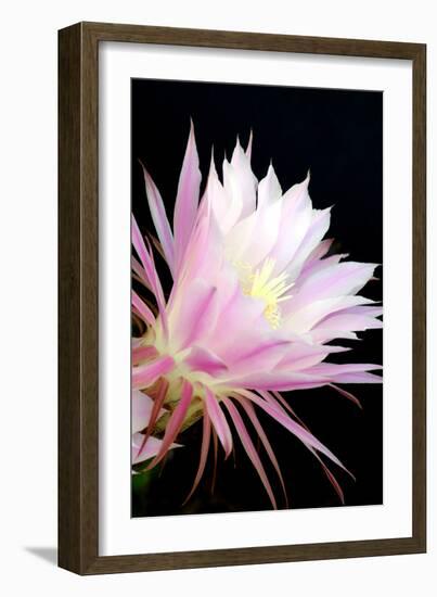 Echinopsis Flowers I-Douglas Taylor-Framed Photographic Print