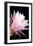 Echinopsis Flowers I-Douglas Taylor-Framed Photographic Print