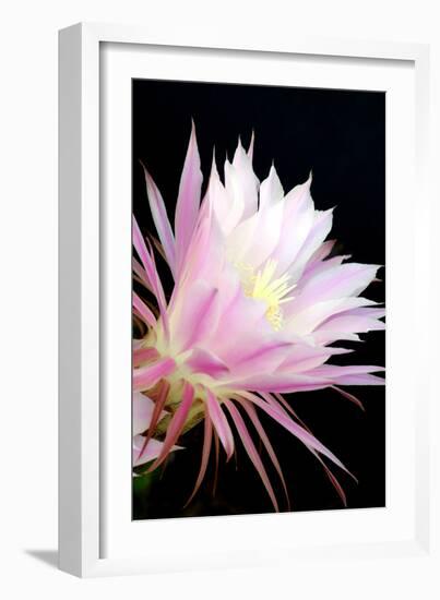Echinopsis Flowers I-Douglas Taylor-Framed Photographic Print