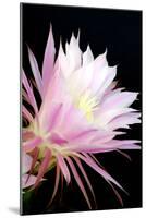 Echinopsis Flowers I-Douglas Taylor-Mounted Photographic Print