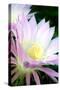 Echinopsis Flowers II-Douglas Taylor-Stretched Canvas