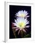 Echinopsis Flowers III-Douglas Taylor-Framed Photographic Print