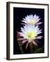 Echinopsis Flowers III-Douglas Taylor-Framed Photographic Print