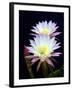 Echinopsis Flowers III-Douglas Taylor-Framed Photographic Print