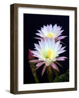 Echinopsis Flowers III-Douglas Taylor-Framed Photographic Print