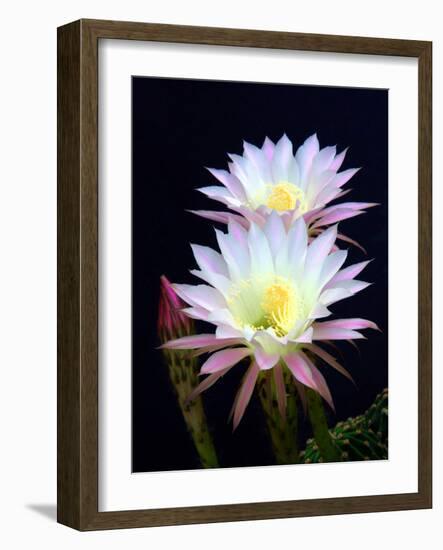 Echinopsis Flowers III-Douglas Taylor-Framed Photographic Print