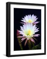 Echinopsis Flowers III-Douglas Taylor-Framed Photographic Print