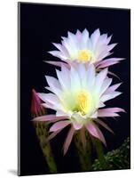 Echinopsis Flowers III-Douglas Taylor-Mounted Photographic Print