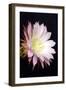 Echinopsis Flowers IV-Douglas Taylor-Framed Photographic Print