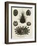 Echinus, or Sea Urchin-J Chapman-Framed Art Print