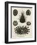 Echinus, or Sea Urchin-J Chapman-Framed Art Print