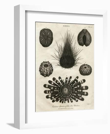 Echinus, or Sea Urchin-J Chapman-Framed Art Print