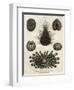 Echinus, or Sea Urchin-J Chapman-Framed Art Print