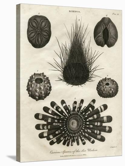 Echinus, or Sea Urchin-J Chapman-Stretched Canvas