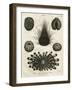 Echinus, or Sea Urchin-J Chapman-Framed Art Print