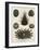 Echinus, or Sea Urchin-J Chapman-Framed Art Print