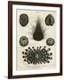 Echinus, or Sea Urchin-J Chapman-Framed Art Print