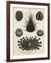 Echinus, or Sea Urchin-J Chapman-Framed Art Print