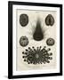 Echinus, or Sea Urchin-J Chapman-Framed Art Print