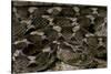 Echis Leucogaster (Roman's Saw-Scaled Viper)-Paul Starosta-Stretched Canvas