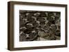 Echis Leucogaster (Roman's Saw-Scaled Viper)-Paul Starosta-Framed Photographic Print