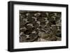 Echis Leucogaster (Roman's Saw-Scaled Viper)-Paul Starosta-Framed Photographic Print