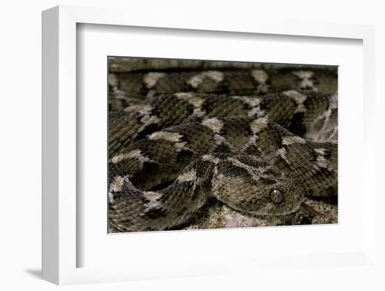 Echis Leucogaster (Roman's Saw-Scaled Viper)-Paul Starosta-Framed Photographic Print