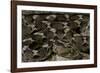 Echis Leucogaster (Roman's Saw-Scaled Viper)-Paul Starosta-Framed Photographic Print