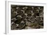 Echis Leucogaster (Roman's Saw-Scaled Viper)-Paul Starosta-Framed Photographic Print