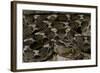 Echis Leucogaster (Roman's Saw-Scaled Viper)-Paul Starosta-Framed Photographic Print