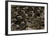 Echis Leucogaster (Roman's Saw-Scaled Viper)-Paul Starosta-Framed Photographic Print