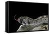 Echis Ocellatus (African Saw-Scaled Viper)-Paul Starosta-Framed Stretched Canvas