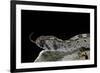 Echis Ocellatus (African Saw-Scaled Viper)-Paul Starosta-Framed Photographic Print