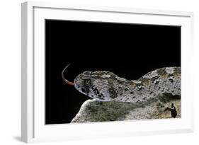 Echis Ocellatus (African Saw-Scaled Viper)-Paul Starosta-Framed Photographic Print