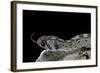 Echis Ocellatus (African Saw-Scaled Viper)-Paul Starosta-Framed Photographic Print
