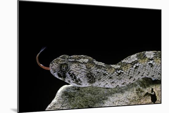Echis Ocellatus (African Saw-Scaled Viper)-Paul Starosta-Mounted Photographic Print